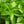 Load image into Gallery viewer, Peppermint leaves Essential Candy