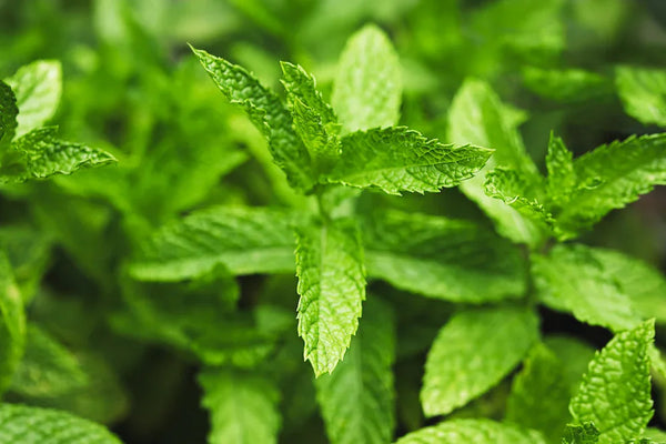 Peppermint leaves Essential Candy