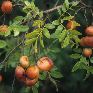 Close-up of orange berries and green leaves on a Copaiba tree branch.