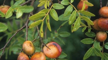 Close-up of orange berries and green leaves on a Copaiba tree branch.