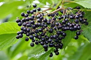 Close-up of a cluster of ripe, dark purple elderberries on a branch with green leaves.