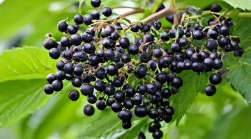 Close-up of a cluster of ripe, dark purple elderberries on a branch with green leaves.