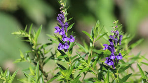 Close-up of skullcap plant with vibrant purple flowers and green foliage in natural light