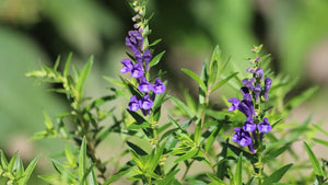 Close-up of purple skullcap flowers and green leaves in a natural outdoor setting.