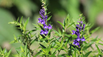 Close-up of purple skullcap flowers and green leaves in a natural outdoor setting.