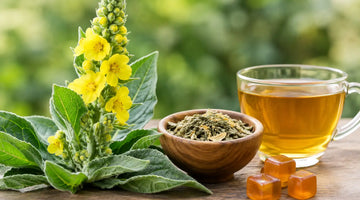 Mullein Benefits and What the Research Says