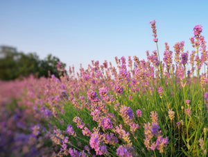 Field of blooming lavender bushes under clear blue sky with soft sunset light