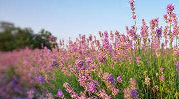 A vibrant field of blooming purple lavender flowers under a clear blue sky.