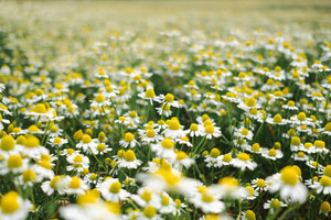 Field of blooming chamomile flowers with white petals and yellow centers under sunlight