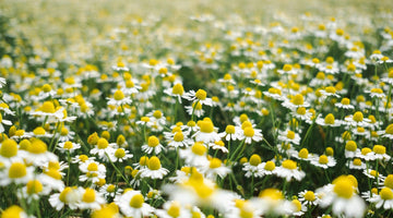 Field of blooming chamomile flowers with white petals and yellow centers under sunlight