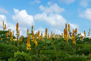 Field of ringworm bush (Cassia alata) with yellow flowers under blue sky and clouds