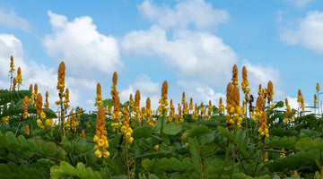 Field of ringworm bush (Cassia alata) with yellow flowers under blue sky and clouds