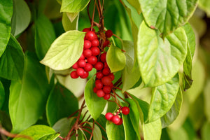 Schisandra Berries