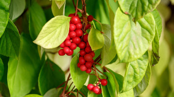 Schisandra Berries