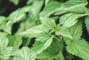 Close-up of vibrant green, serrated nettle leaves in a natural outdoor setting.