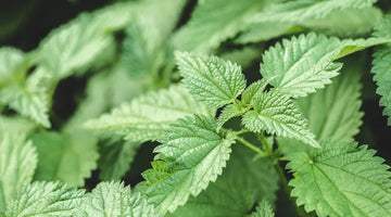 Close-up of vibrant green, serrated nettle leaves in a natural outdoor setting.