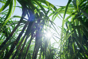 Low angle view of organic sugarcane stalks and green leaves under a bright sunny sky