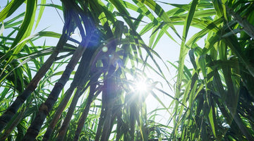Low angle view of organic sugarcane stalks and green leaves under a bright sunny sky