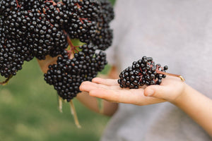 Close-up of a person holding fresh elderberries clusters outdoors with a blurred green background