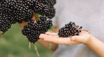 Close-up of a person holding fresh elderberries clusters outdoors with a blurred green background