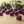 Load image into Gallery viewer, Wellness Purple cube-shaped objects on a reflective surface with blurred green leaves in the background
